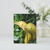 Bananen-Gesichts-Delphine Postkarte (Stehend Vorderseite)
