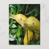 Bananen-Gesichts-Delphine Postkarte (Vorderseite)