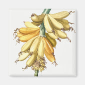 Bananen Magnet (Vorne)