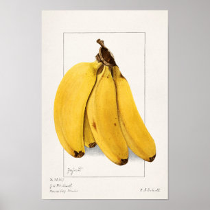Bananen (Musa) (1904) von Ellen Isham Schutt Poster