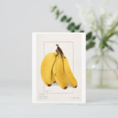 Bananen (Musa) (1904) von Ellen Isham Schutt Postkarte (Stehend Vorderseite)
