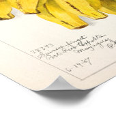 Bananen (Musa) Fruchtfarben Poster (Ecke)