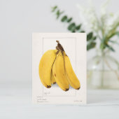 Bananen (Musa) Fruchtfarben Postkarte (Stehend Vorderseite)