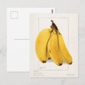 Bananen (Musa) Fruchtfarben Postkarte (Vorne/Hinten)