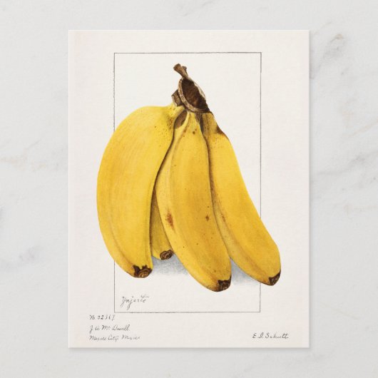 Bananen (Musa) Fruchtfarben Postkarte (Vorderseite)