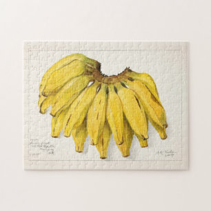 Bananen (Musa) Fruchtfarben Puzzle