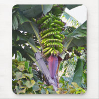 Bananenbaum auf Madeira
