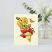 Bananenbaum-Blume Vintag Botanische Schrift Postkarte (Stehend Vorderseite)