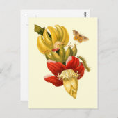 Bananenbaum-Blume Vintag Botanische Schrift Postkarte (Vorne/Hinten)