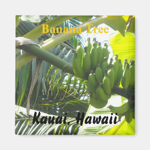 Bananenbaum, Kauai, Hawaii Magnet