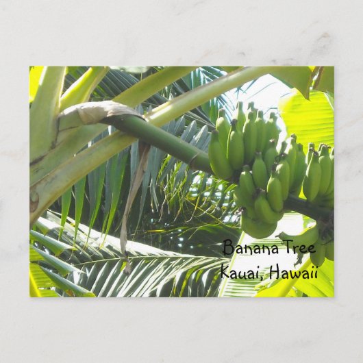 Bananenbaum Postkarte (Vorderseite)