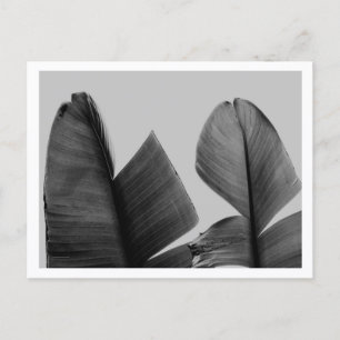 Bananenbaumblätter in Schwarz und Weiß Postkarte