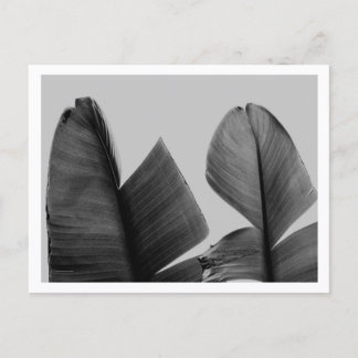 Bananenbaumblätter in Schwarz und Weiß Postkarte