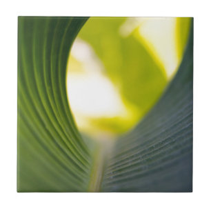 Bananenblatt Fliese