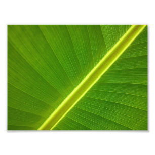 Bananenblatt Makro Fotodruck