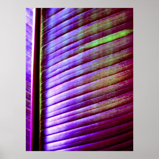 (Bananenblätter) Plakatwerbung Poster (Vorne)