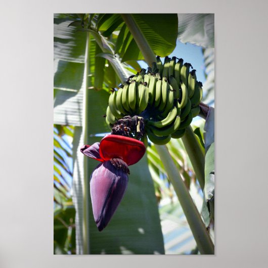 Bananenessen und Blume Stalk Poster (Vorne)