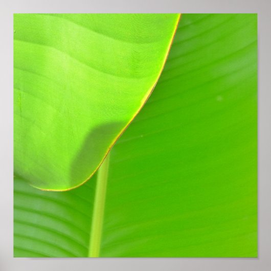 Bananenfalten Poster (Vorne)