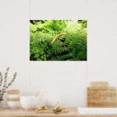 Bananenschnecke auf Farnen I Poster (Küche)