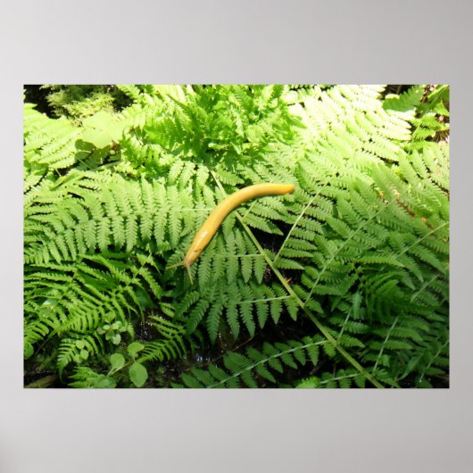 Bananenschnecke auf Farnen I Poster (Vorne)