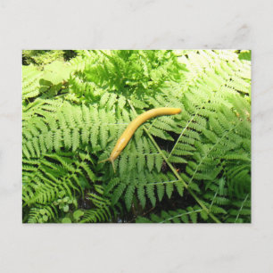 Bananenschnecke auf Farnen I Postkarte