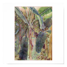 Bananenstauden © 2010