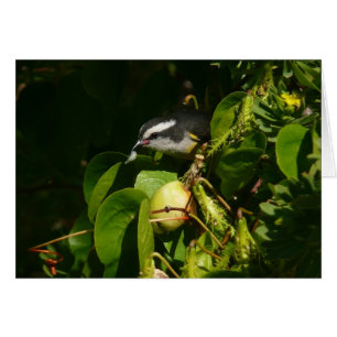 Bananquit-Vogel frisst tropische Fotografie