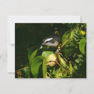 Bananquit-Vogel frisst tropische Fotografie