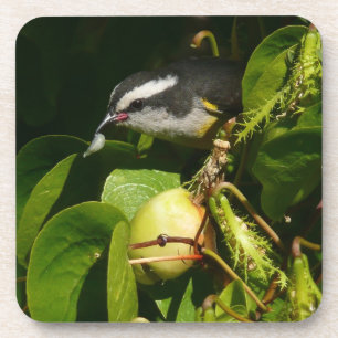 Bananquit-Vogel frisst tropische Fotografie Getränkeuntersetzer