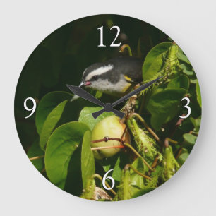 Bananquit-Vogel frisst tropische Fotografie Große Wanduhr