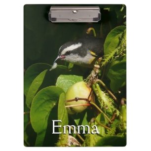 Bananquit-Vogel frisst tropische Fotografie Klemmbrett