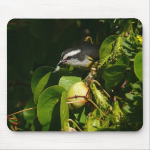 Bananquit-Vogel frisst tropische Fotografie Mousepad