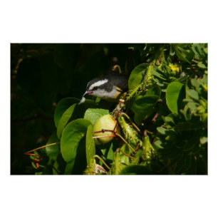 Bananquit-Vogel frisst tropische Fotografie Poster
