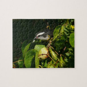 Bananquit-Vogel frisst tropische Fotografie Puzzle