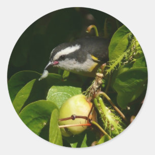 Bananquit-Vogel frisst tropische Fotografie Runder Aufkleber
