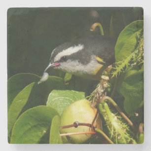 Bananquit-Vogel frisst tropische Fotografie Steinuntersetzer