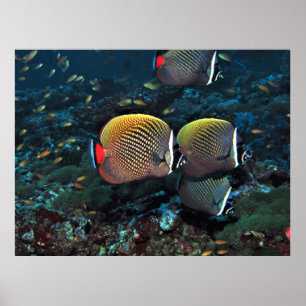 Band Head Butterflyfish II Poster