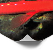 Band Head Butterflyfish IV Poster (Ecke)