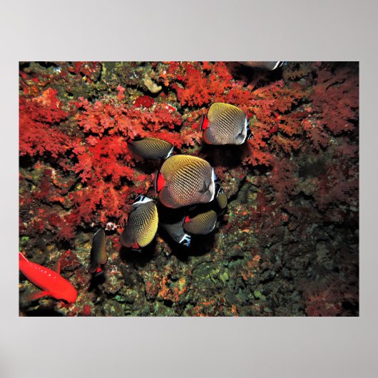 Band Head Butterflyfish IV Poster (Vorne)
