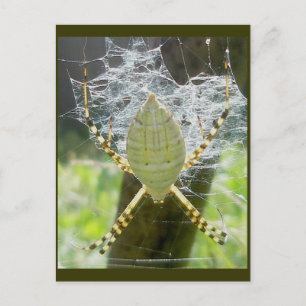 Banded Argiope Spider Dorsal View Postcard Postkarte