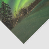 Banded Aurora Seidenpapier (Ausschnitt)