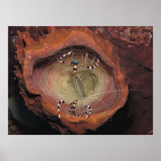 Banded Cleaner Shrimps Poster (Vorne)