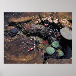 Banded Coral Shrimp Pair Poster