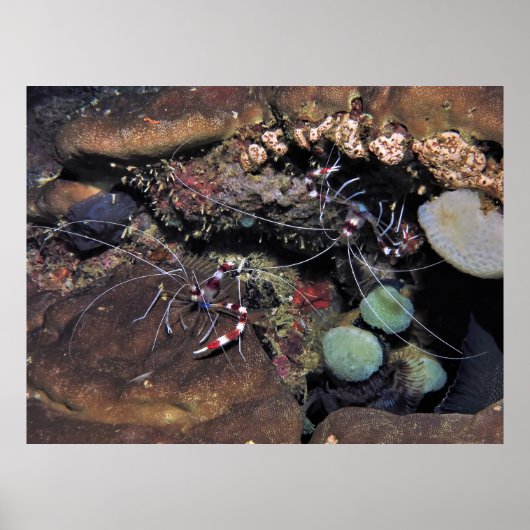 Banded Coral Shrimp Pair Poster (Vorne)