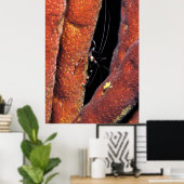 Banded Coral Shrimp Poster (Heimbüro)