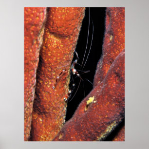Banded Coral Shrimp Poster