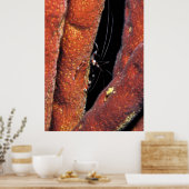 Banded Coral Shrimp Poster (Küche)