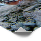 Banded Gecko Licking Eye Poster (Ecke)