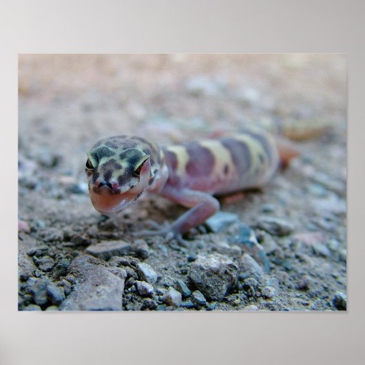 Banded Gecko Licking Eye Poster (Vorne)