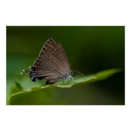 Banded Hairstreak Butterfly Poster